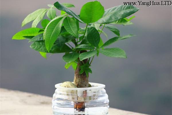 水培發財樹怎麼防止爛根