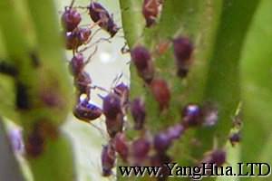 七里香蚜蟲的特徵