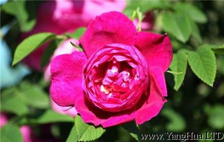 葵水玫瑰的花朵