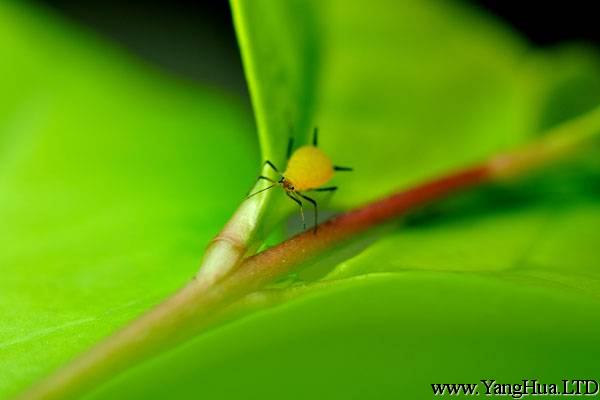 蒲包花生蚜蟲怎麼辦