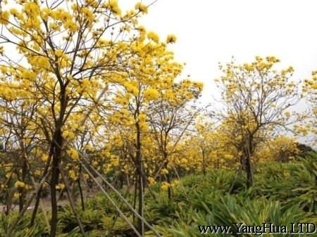 美麗的黃花風鈴木