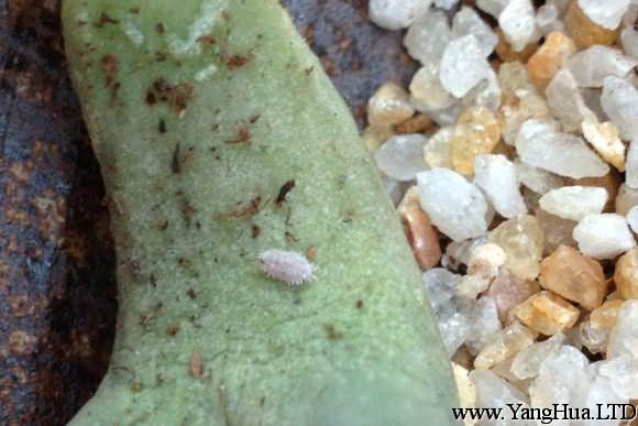 生石花根粉蚧發生條件