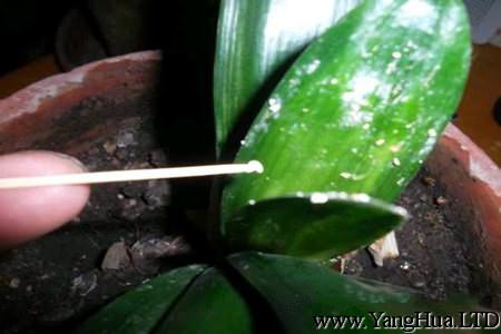 君子蘭蚧殼蟲防治