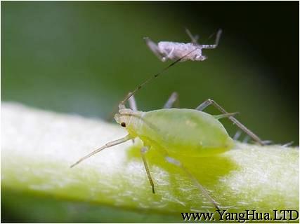 怎麼防治蚜蟲？