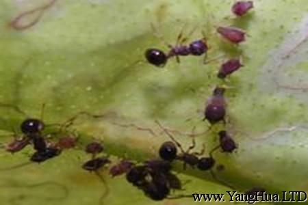 睡蓮蚜蟲的圖片