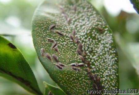 木蘭蚧殼蟲害