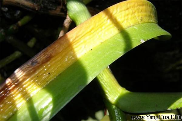 斑舌蘭的常見病蟲害及防治方法