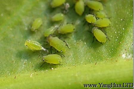 綠之鈴蟲害：蚜蟲們
