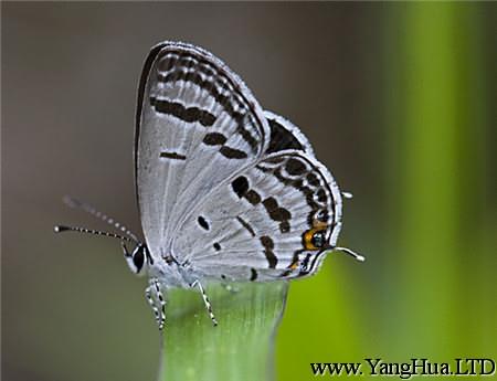 落地生根蟲害：美麗的玄灰蝶