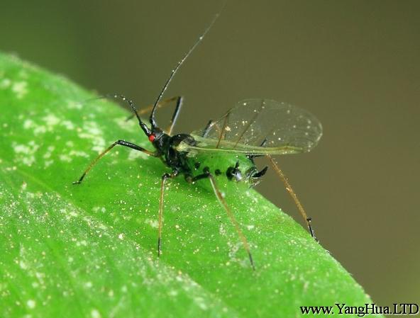兜蘭蚜蟲