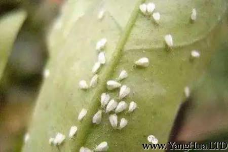 花長蚜蟲
