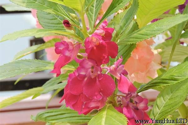 鳳仙花常見蟲害及防治方法