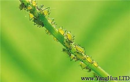 飛燕草常見蟲害：蚜蟲