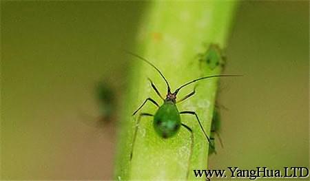 波斯菊常見蟲害：蚜蟲