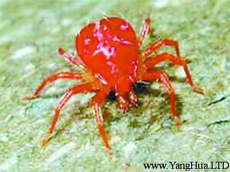 波斯菊常見蟲害：紅蜘蛛