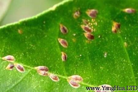 苞舌蘭的蟲害：介殼蟲