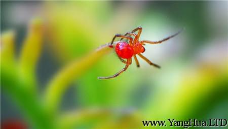 馬醉木常見蟲害：紅蜘蛛