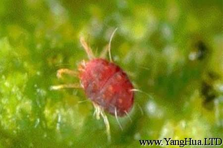 雙線竹芋的蟲害：紅蜘蛛