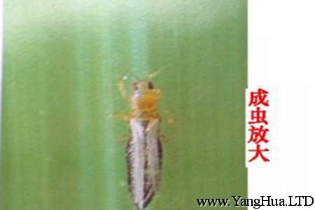 晚香玉的蟲害：黃胸花薊馬