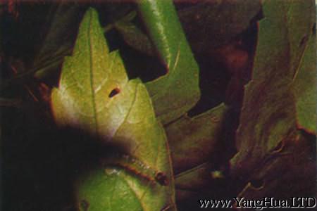 蜀葵的蟲害：棉大卷葉螟