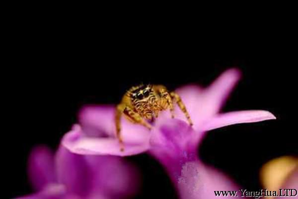 紫嬌花常見蟲害及防治方法