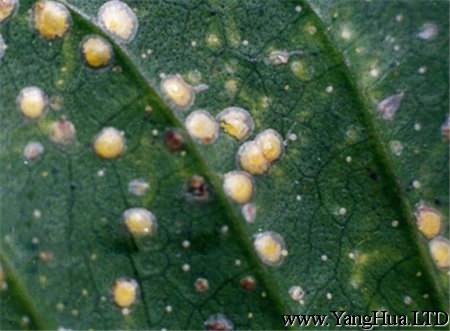 紅花石斛常見蟲害及防治方法