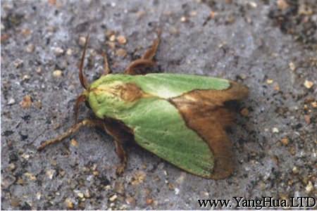 紫荊的蟲害：褐邊綠刺蛾