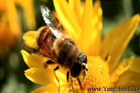 雜食蚜小蜂