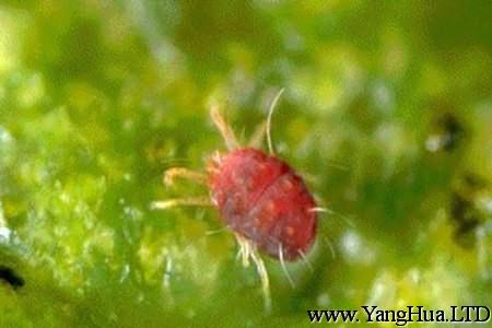 榆葉梅的蟲害：紅蜘蛛