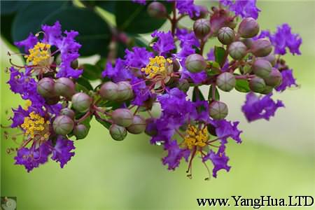 紫薇花的絨介蟲害