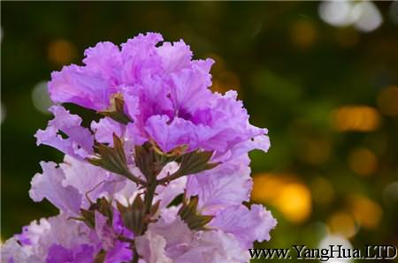 紫薇花的斑蚜蟲害