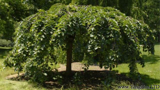 榆樹的主要蟲害及其防治