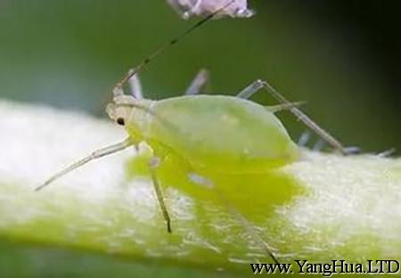 蚜蟲防治方法