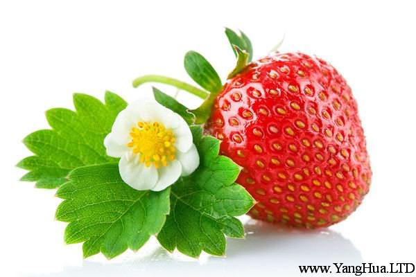 草莓的蟲害防治