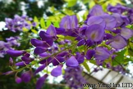 紫籐花開花圖片