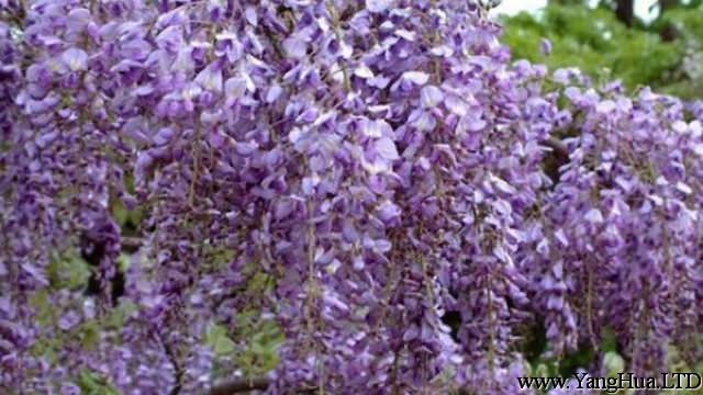 紫籐常見蟲害及防治