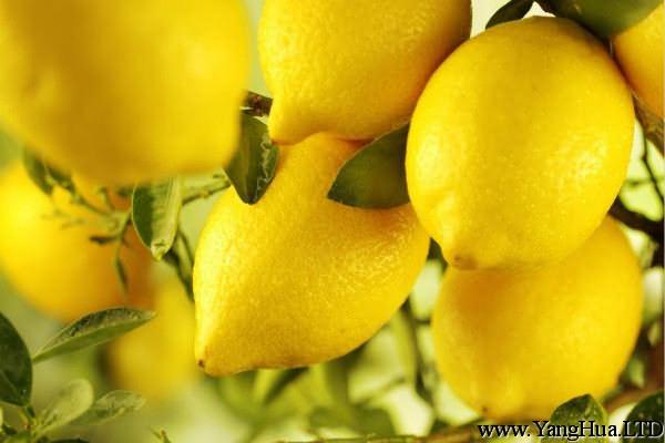 檸檬的蟲害及其防治