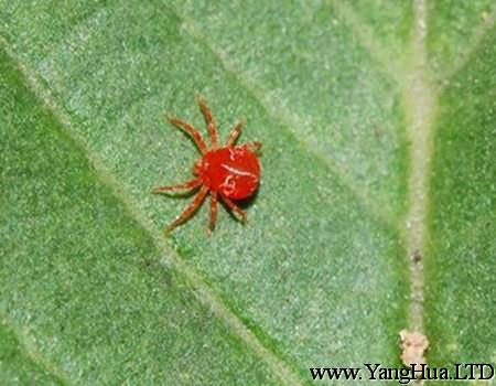 箭羽竹芋的紅蜘蛛