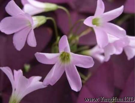 紫葉幸運草（酢 漿草）的常見蟲害