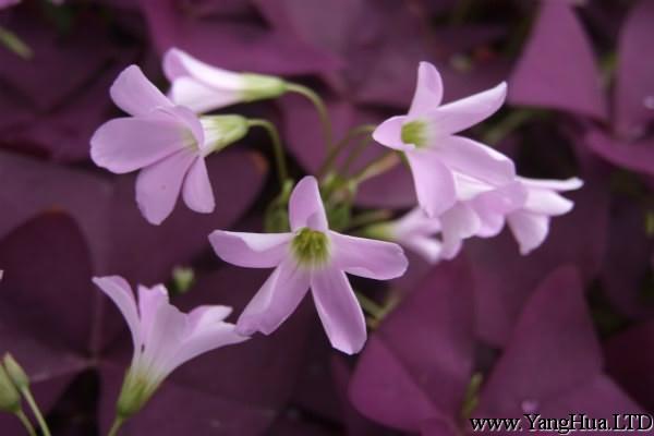 紫葉幸運草（酢 漿草）的常見蟲害及其防治