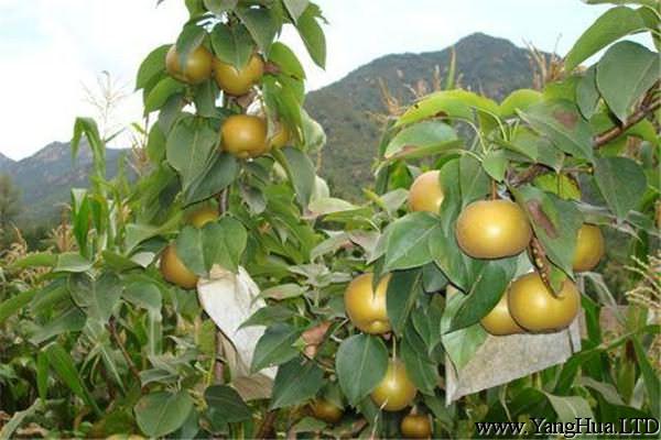 梨樹的蟲害及其防治