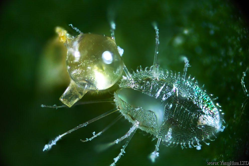 燈泡蟲害-介殼蟲