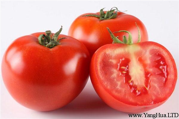 番茄的病蟲害防治