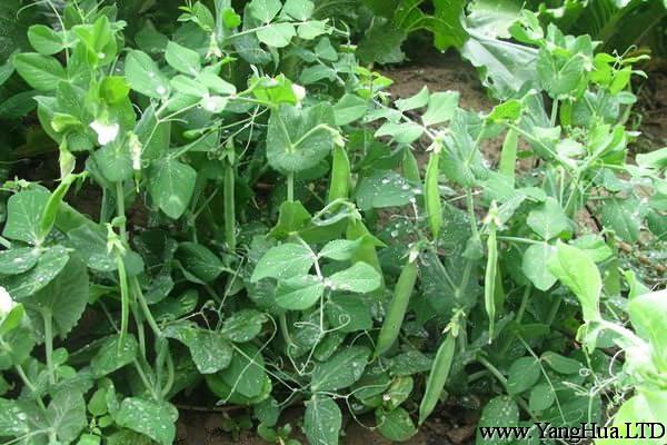 荷蘭豆的病蟲害防治