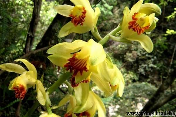 黃花鶴頂蘭的病蟲害防治