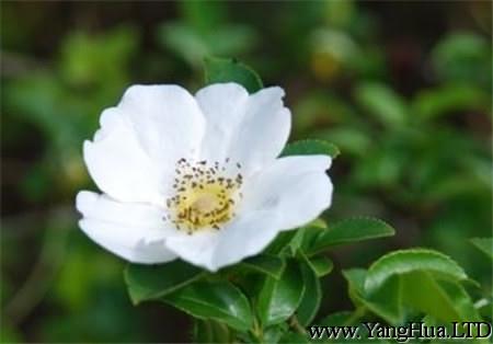 白色的小果薔薇
