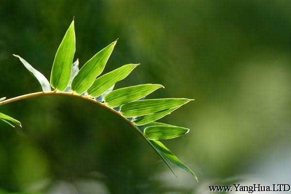 鳳尾竹的病蟲害防治