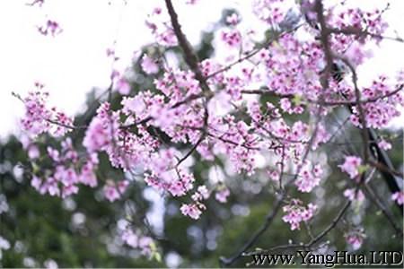 漂亮的櫻草花