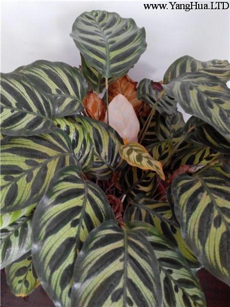 孔雀竹芋的葉斑病發病規律