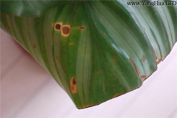 孔雀竹芋的葉斑病防治方法